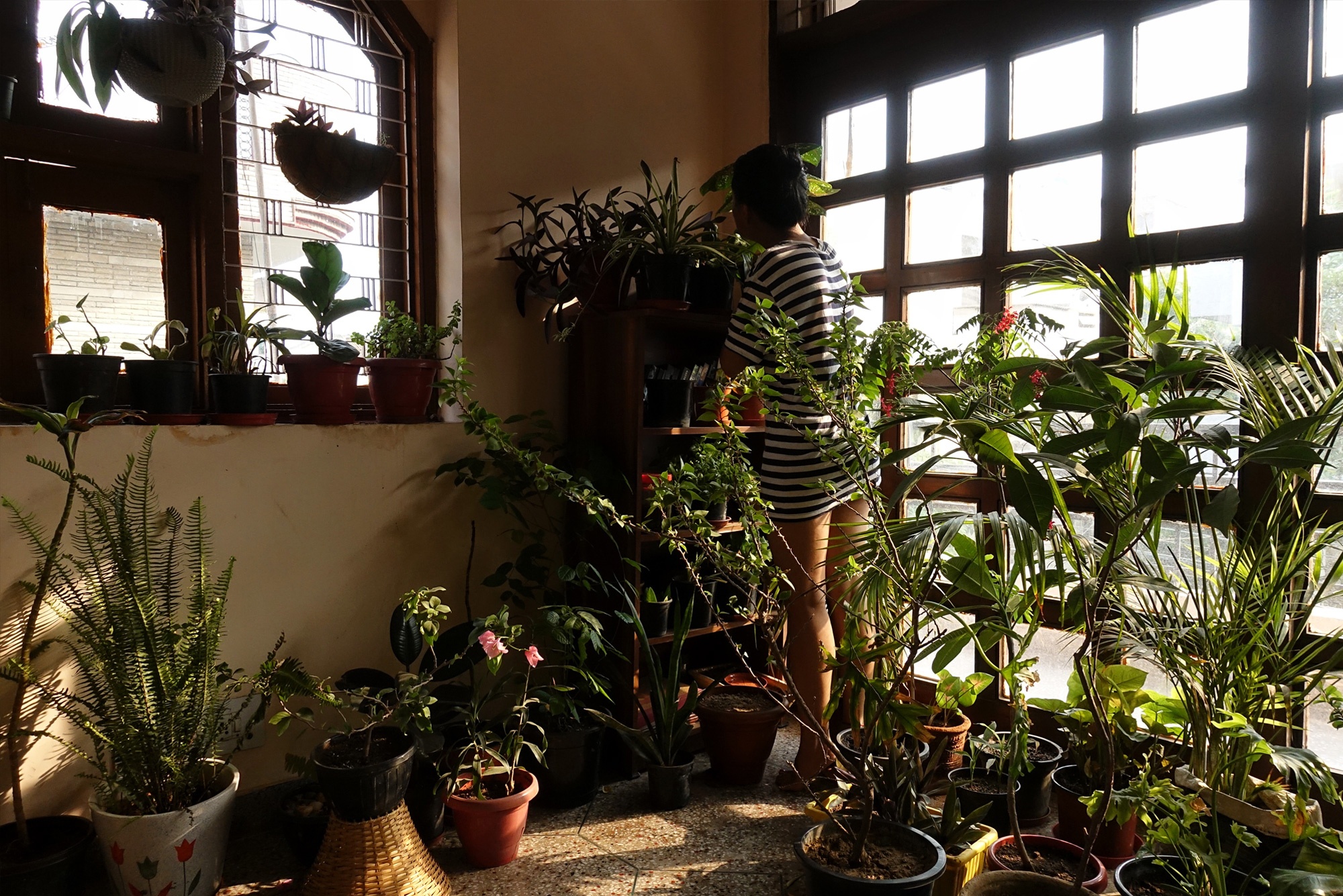I Brought Home a New Plant: Menty, New Delhi
