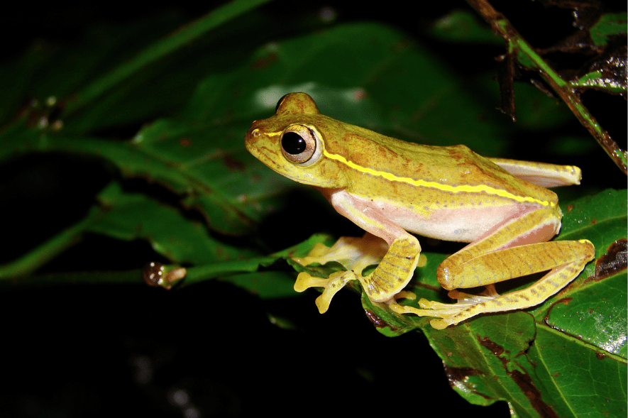 What Citizen Science Can Do For The Wild