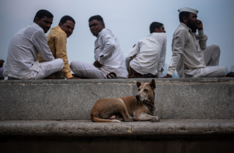 line-for-a-stray-dog-marine-drive
