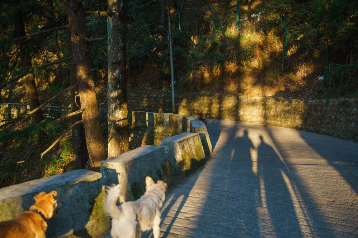 Walking the Infinity Loop in Landour, Uttarakhand