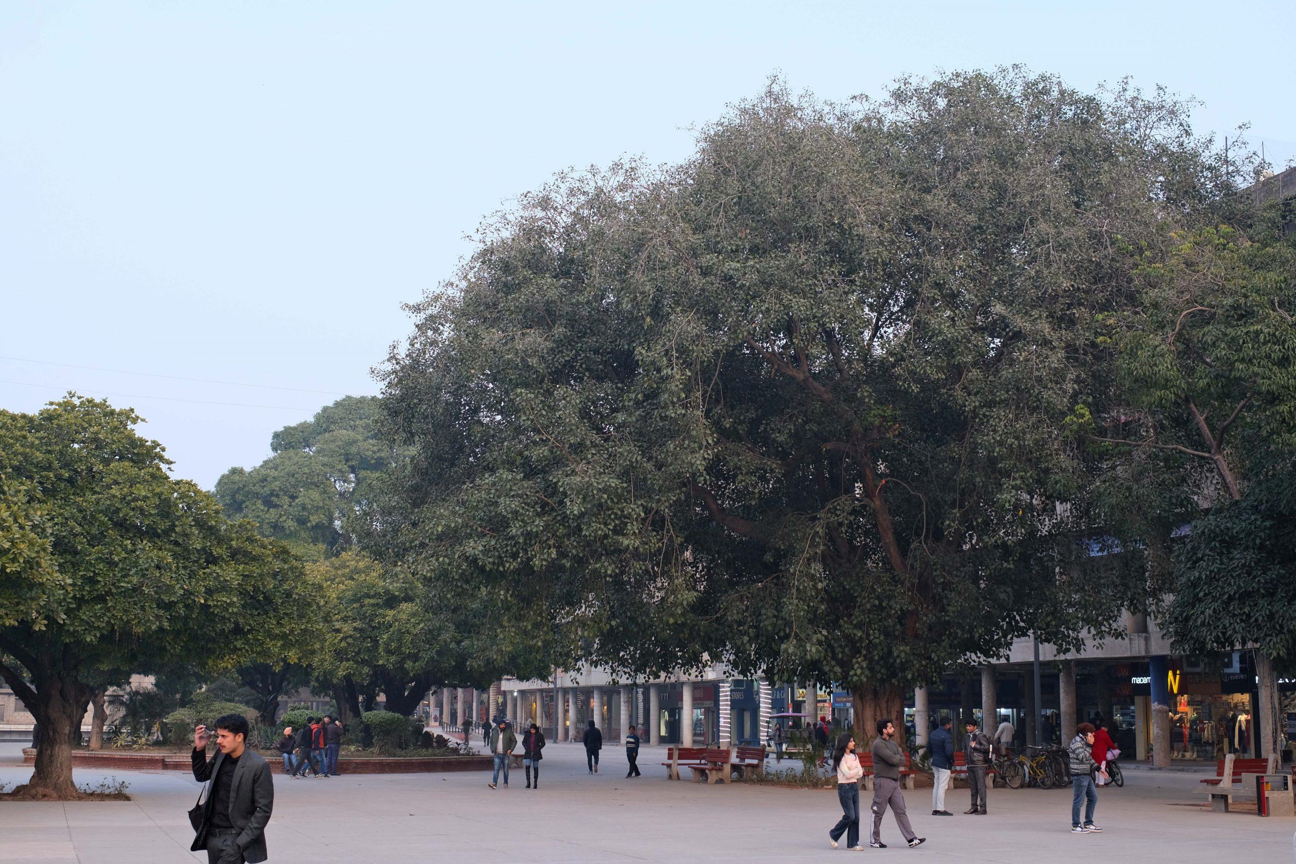 The Walkable Sector 17 in Chandigarh