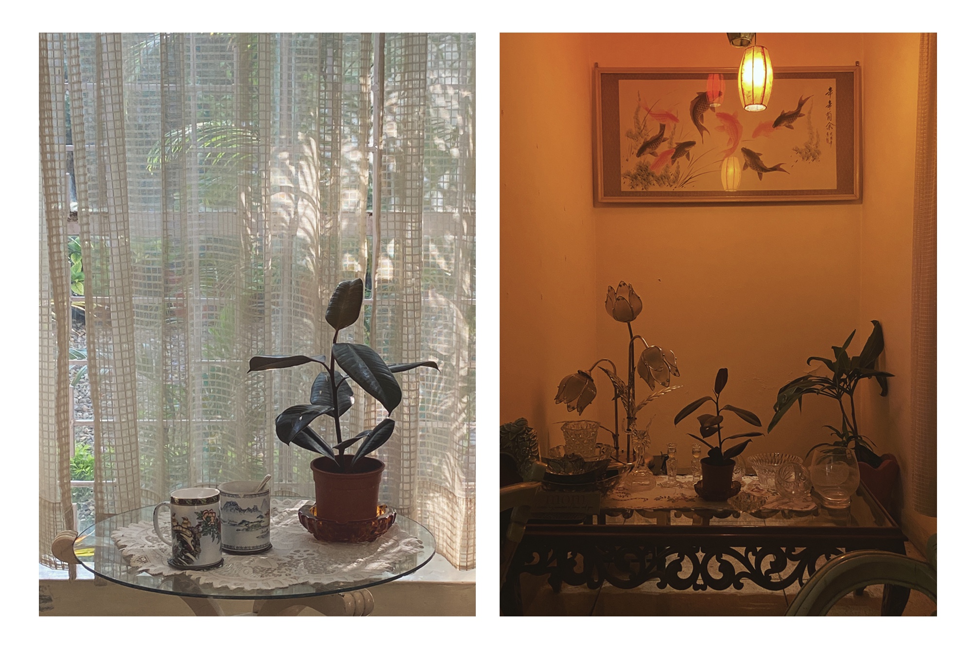 I_Brought_Home_A_New_Plant_Taarini_Fourth_Resized