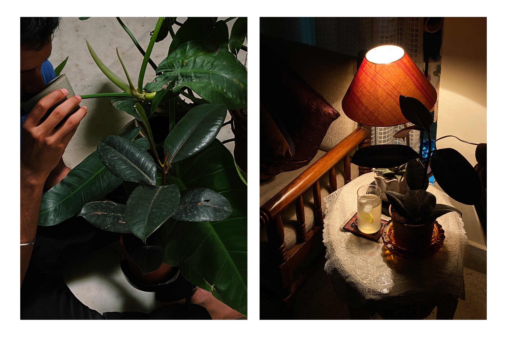 I_Brought_Home_A_New_Plant_Taarini_Sixth