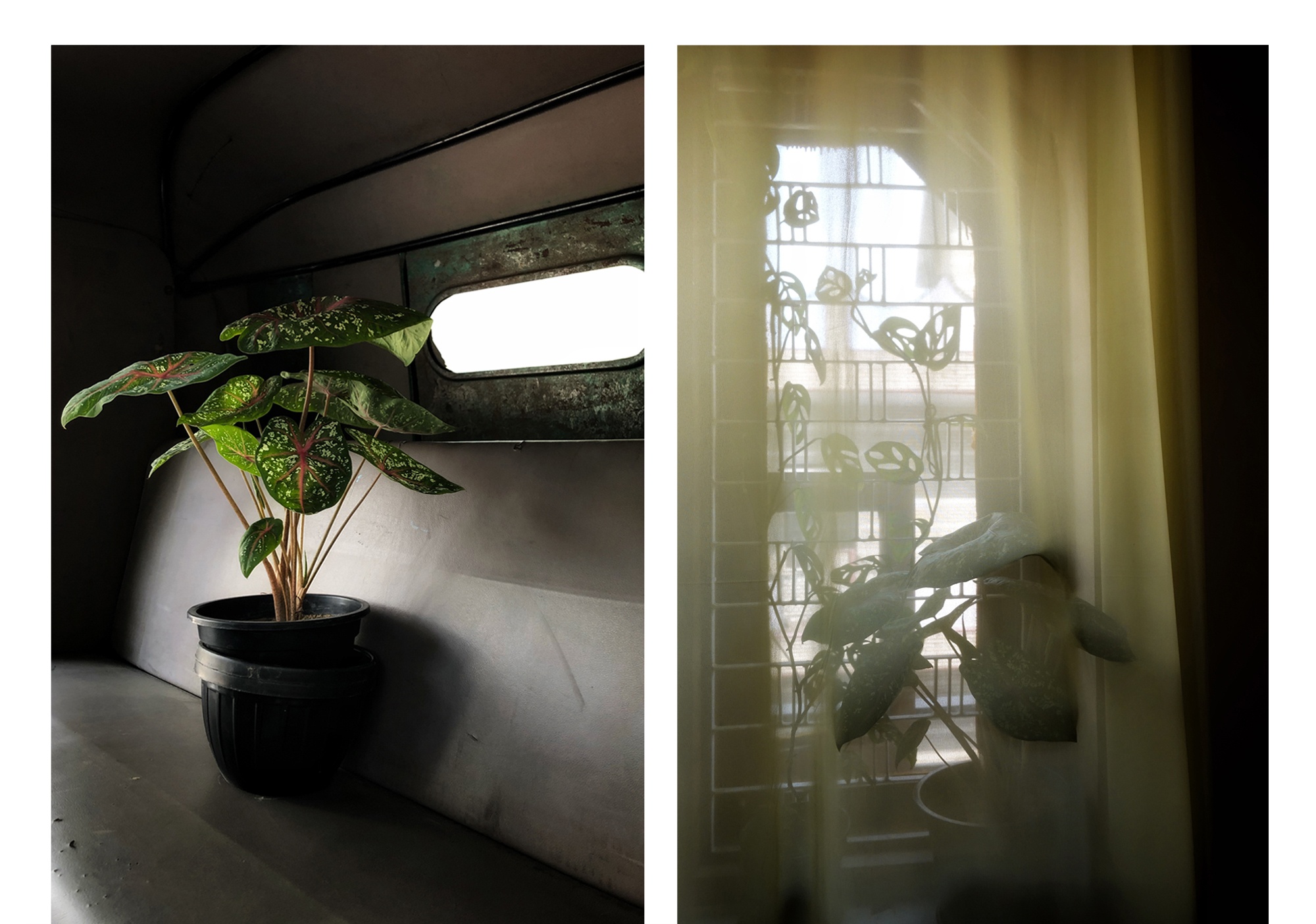 Menty_I_Brought_Home_A_New_Plant_1_RESIZE