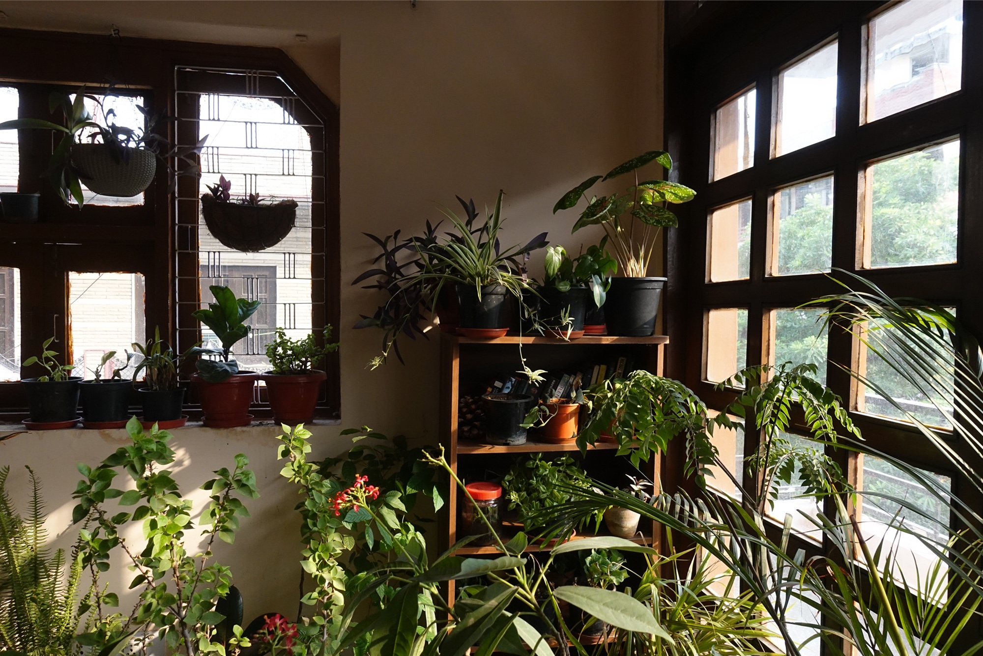 Menty_I_Brought_Home_A_New_Plant_2