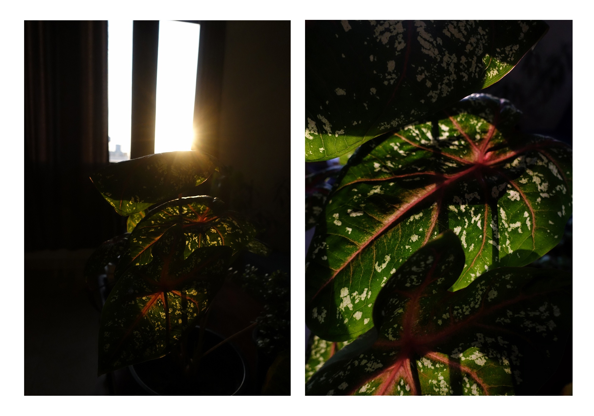 Menty_I_Brought_Home_A_New_Plant_6_RESIZE