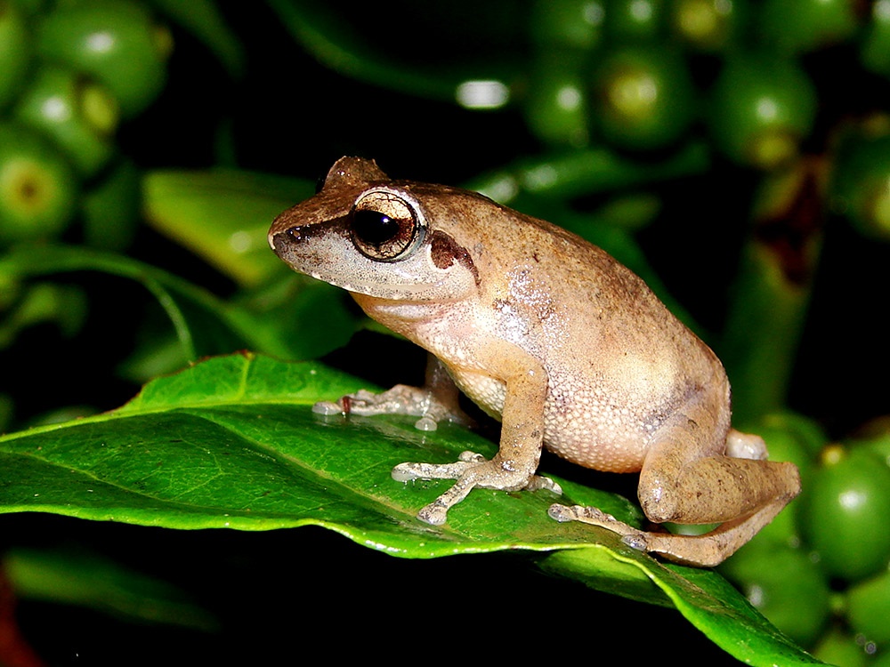 Pseudophilautus-wynaadensis_KVG