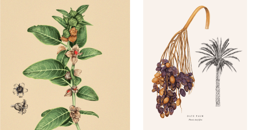 alisha-dutt-islam-botanical-illustrations