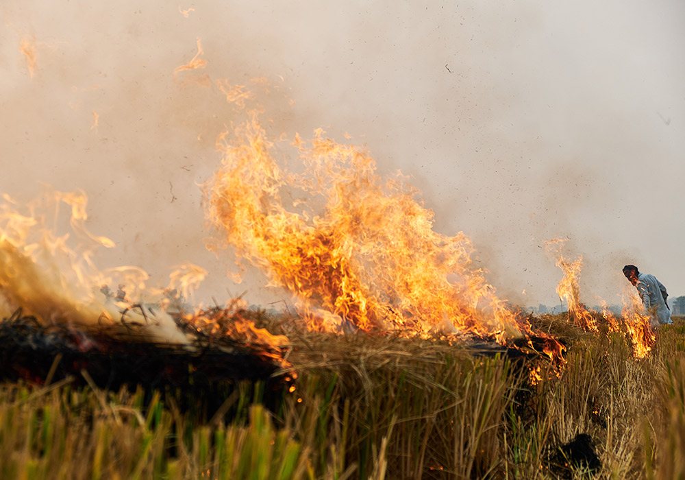 ikea-rice-straw-burning
