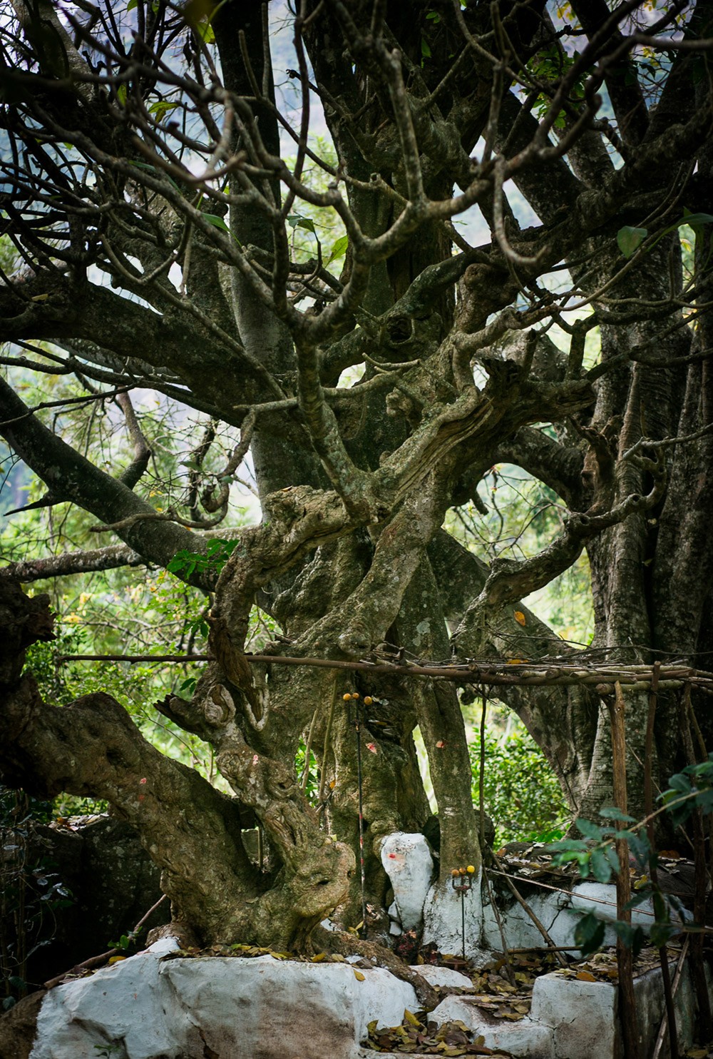 kurumba-shrine-ramya-reddy-nilgiris