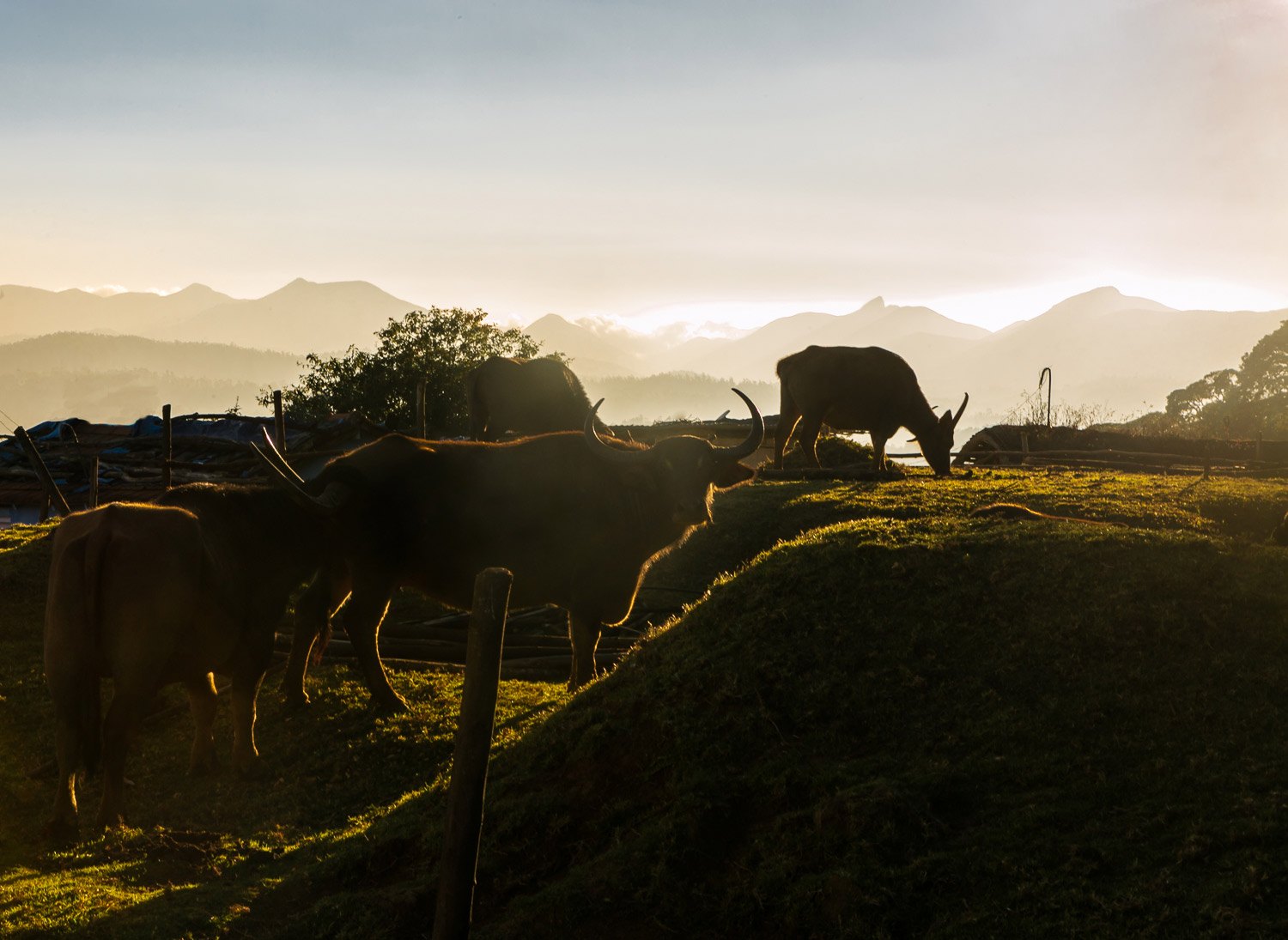 toda-sacred-buffaloes-ramya-reddy-nilgiris